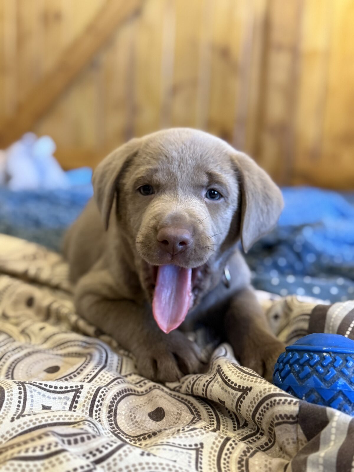 Silver Labrador Puppies • Family Raised • Ready Dec 2