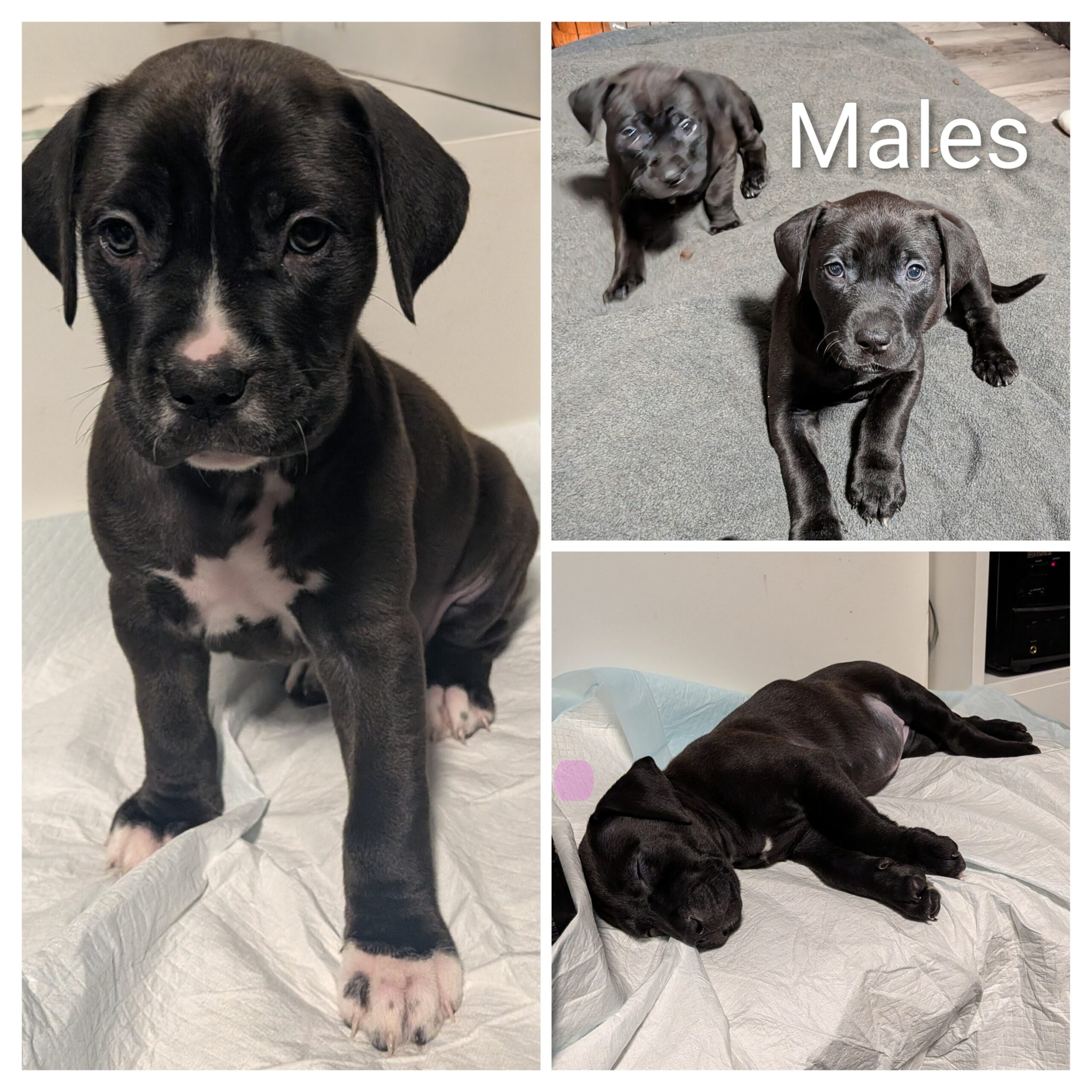 Puppies for sale