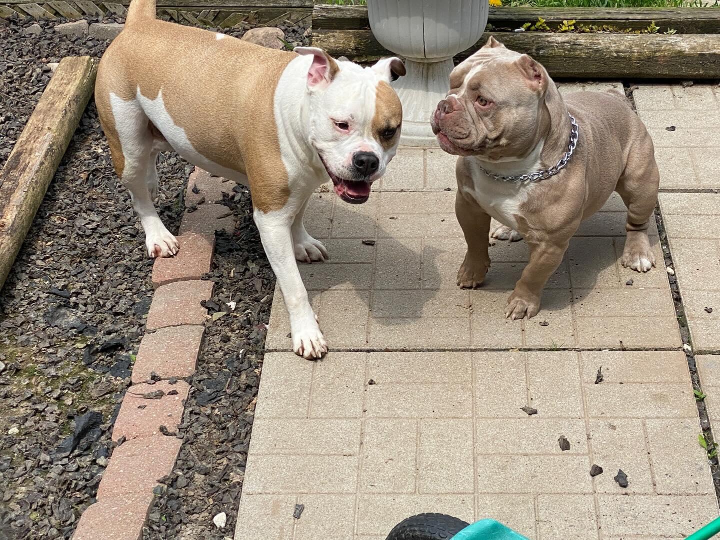 Puppies for sale