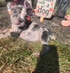 Puppies for sale