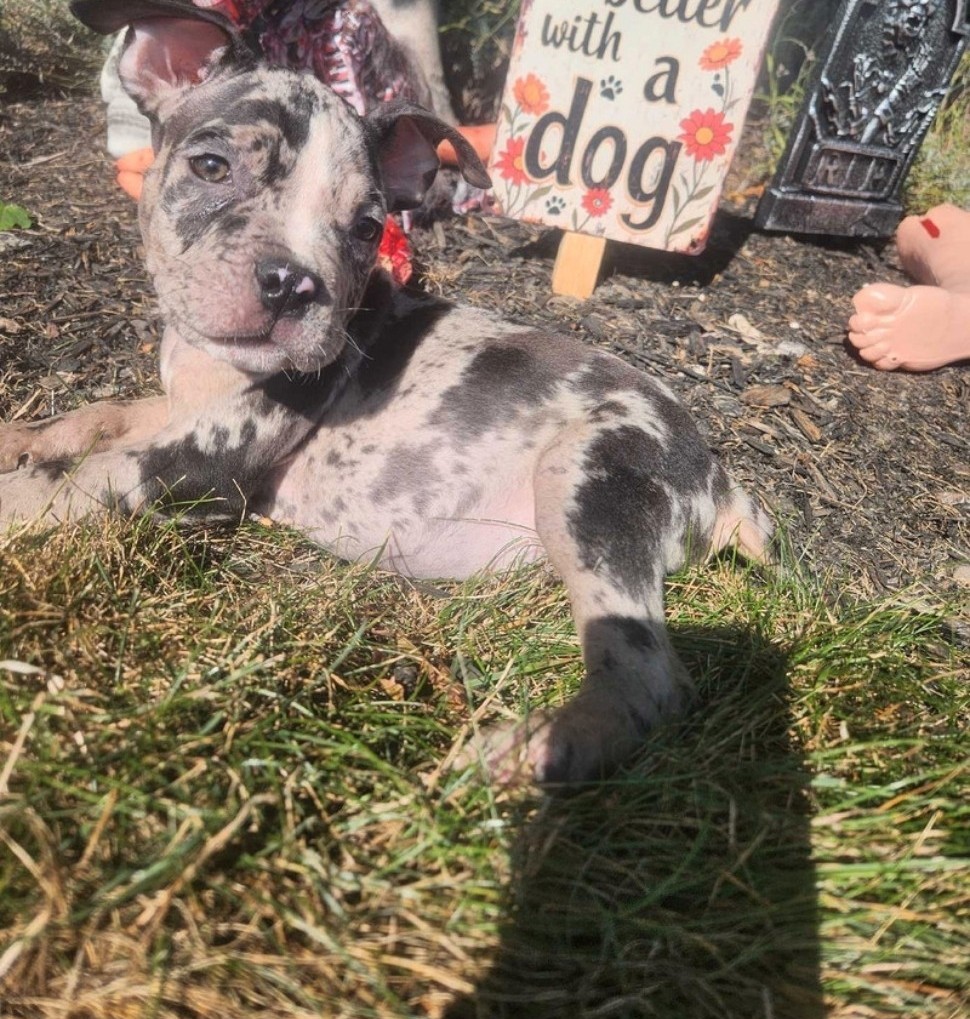 Puppies for sale