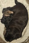 Pug Puppies for sale