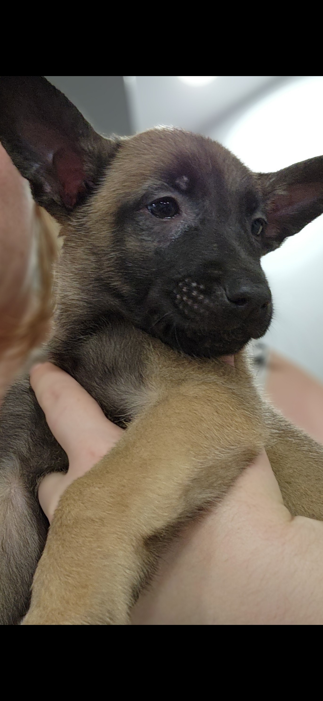 Puppies for sale