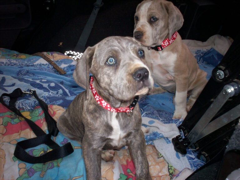 Puppies for sale