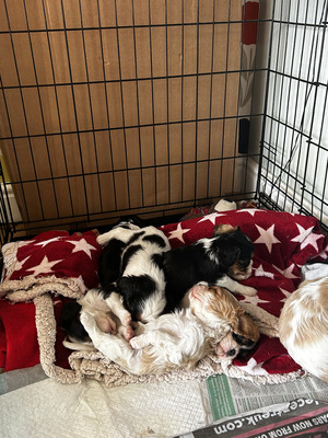 Puppies for sale