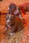 Puppies for sale