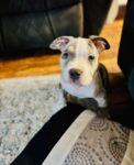 Puppies for sale