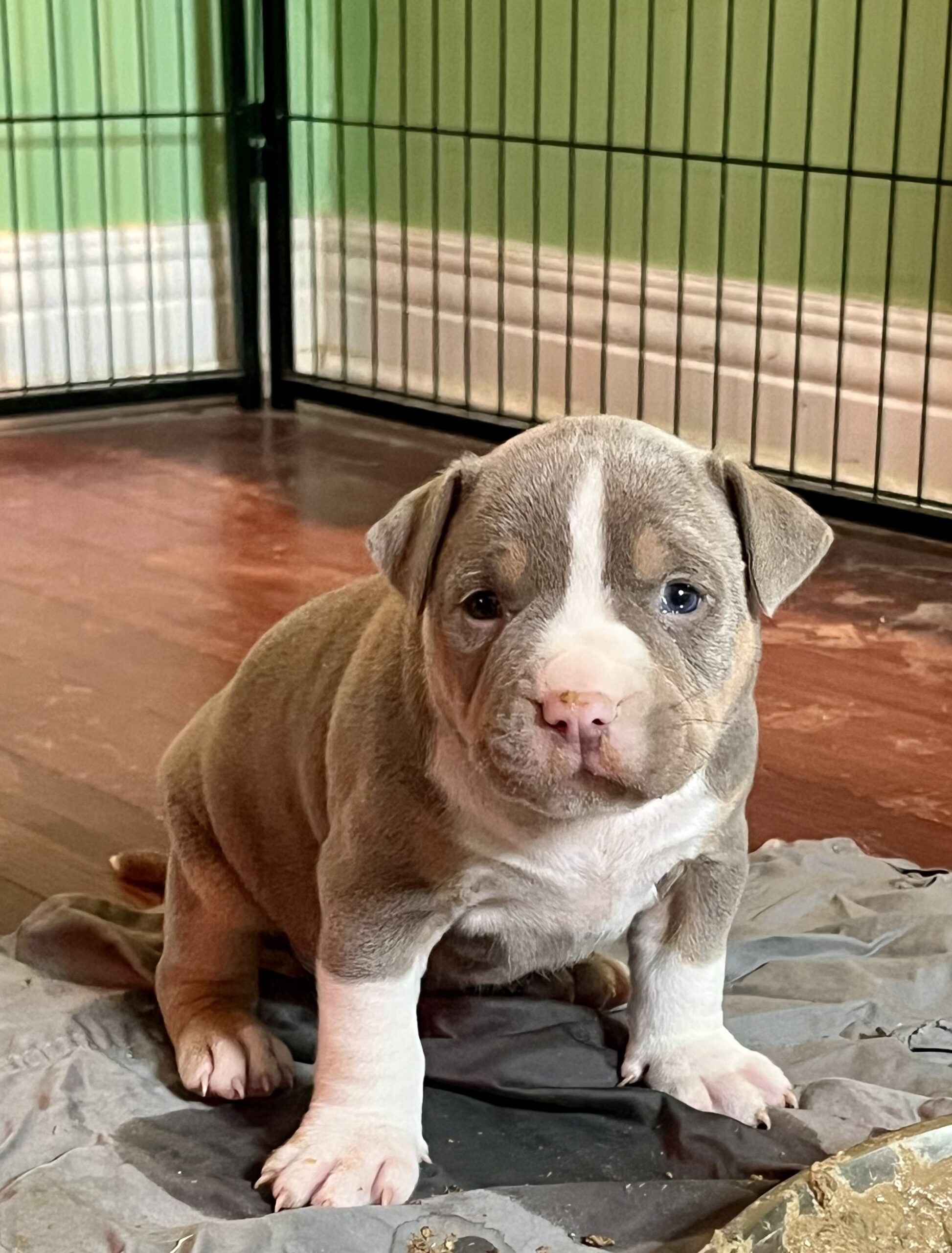 Puppies for sale