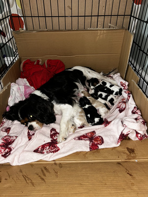 Puppies for sale