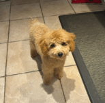 Puppies for sale