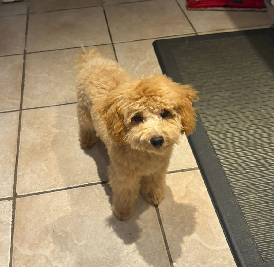 Puppies for sale