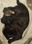 Pug Puppies for sale