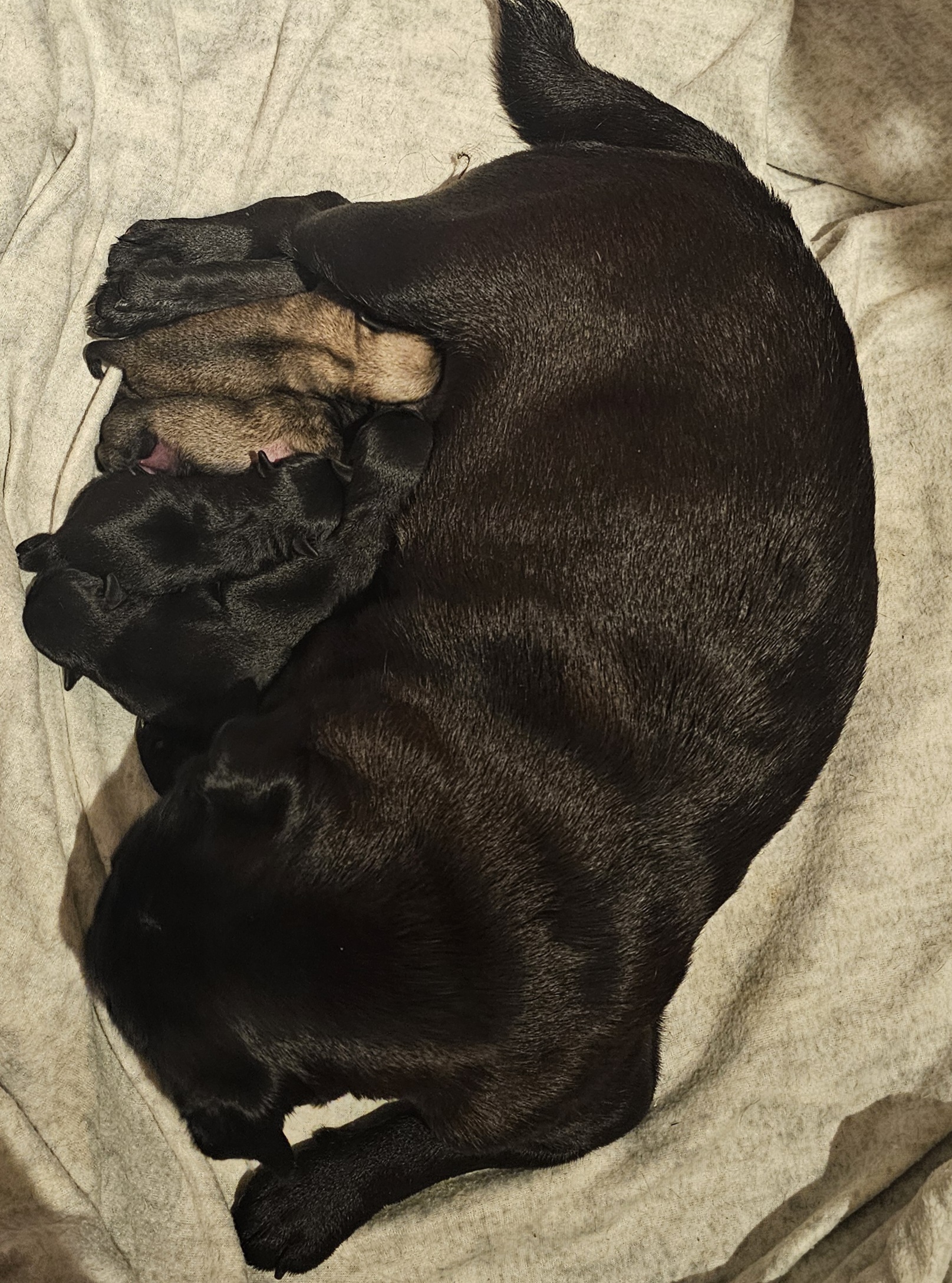 Pug Puppies for sale