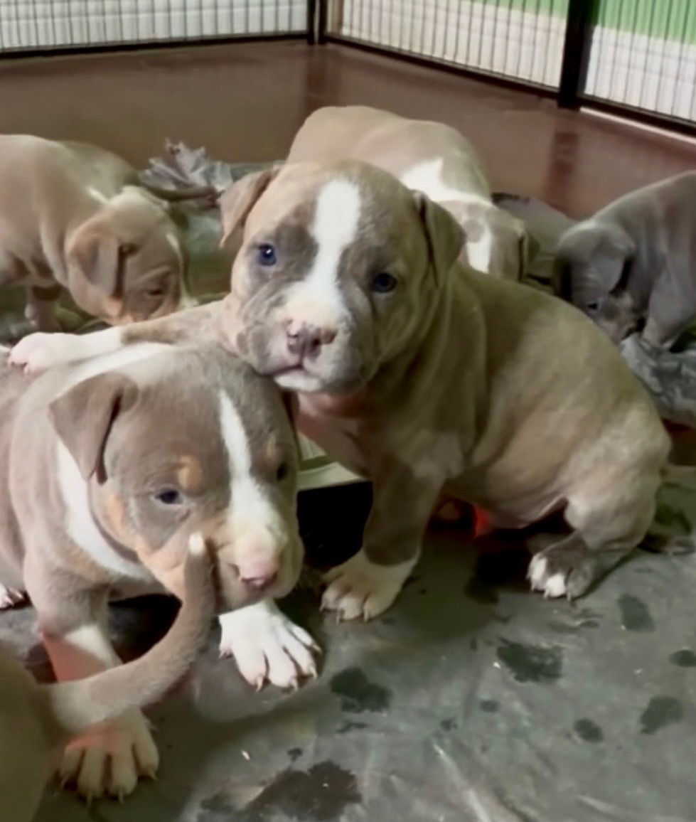 Puppies for sale