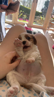 Puppies for sale