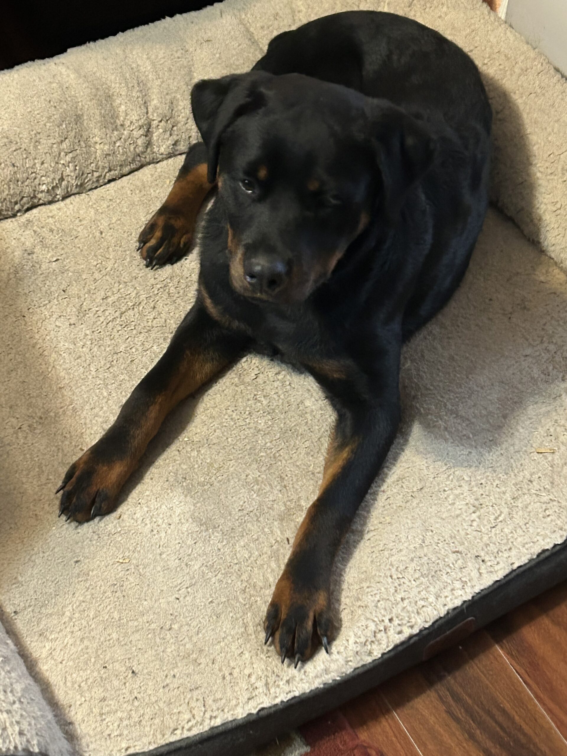 6month old female for sale