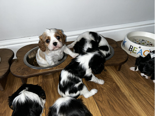 Puppies for sale