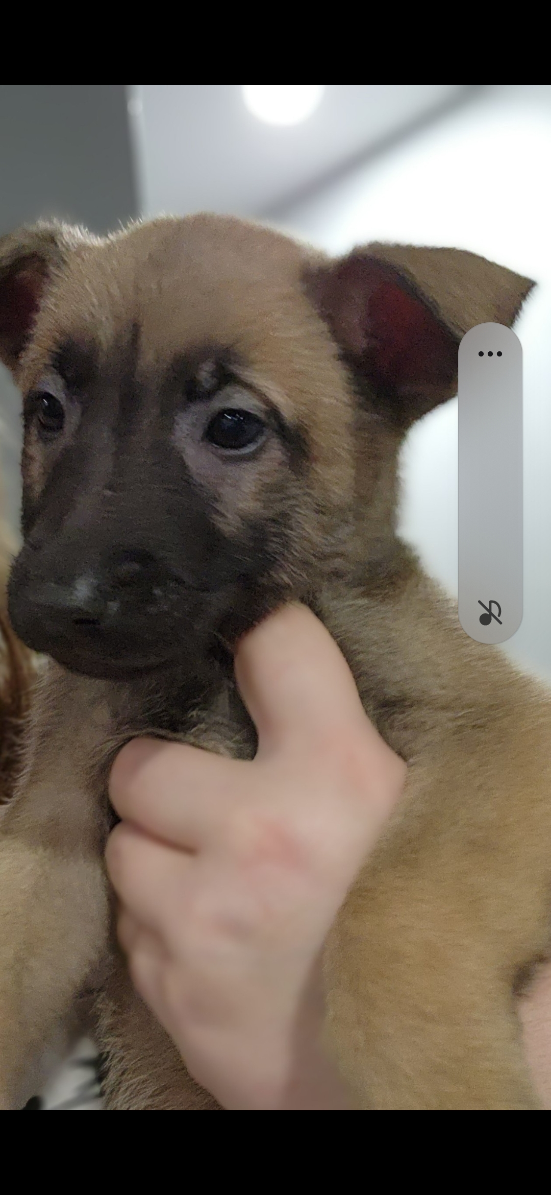 Puppies for sale