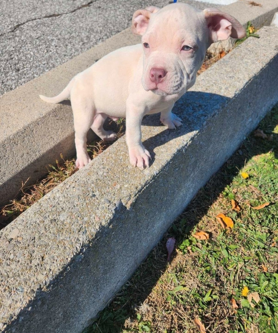 Tiny Micro Bullies, Loving Puppies Looking for Their New Families