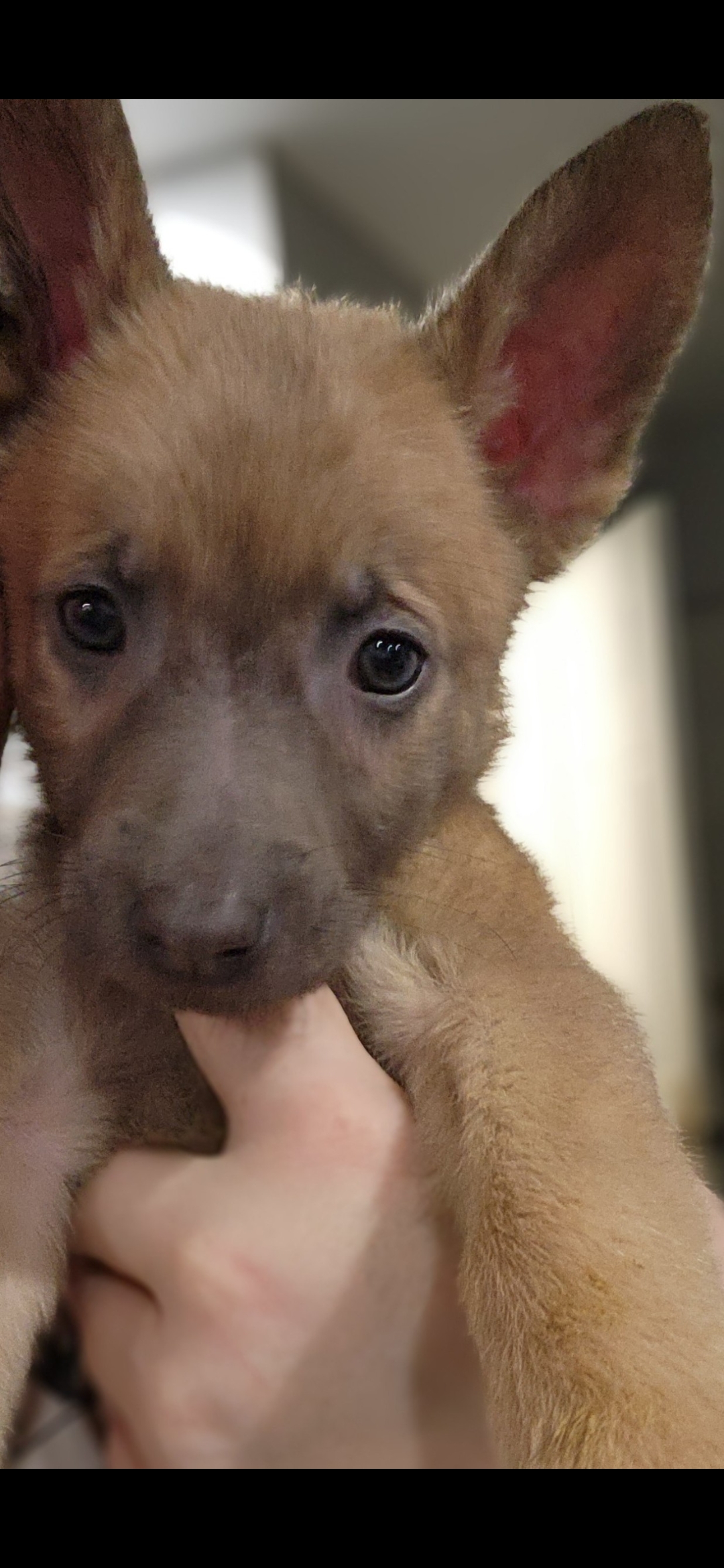 Puppies for sale