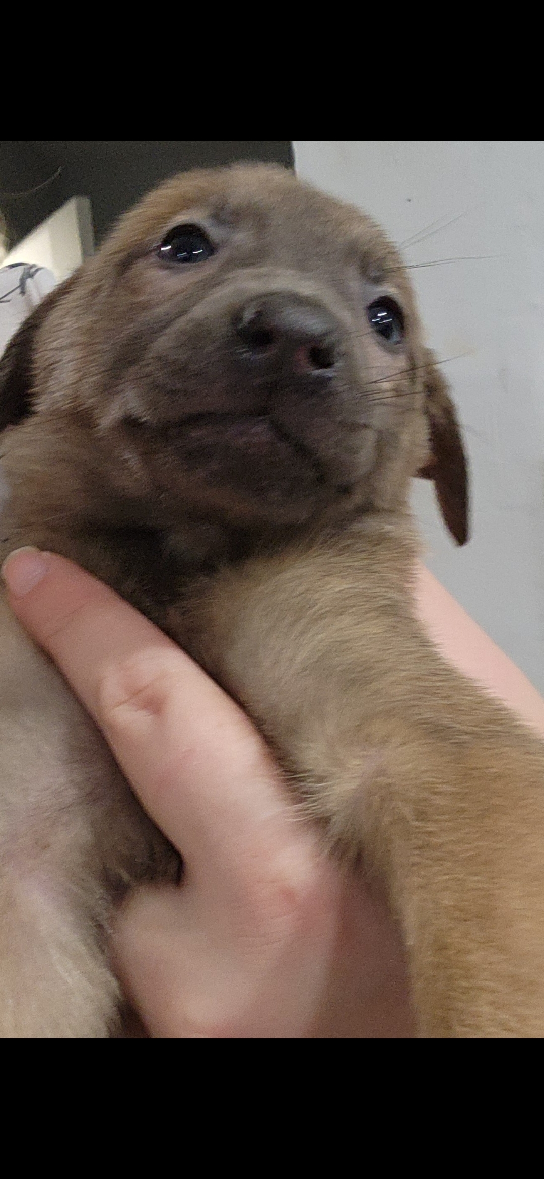 Puppies for sale