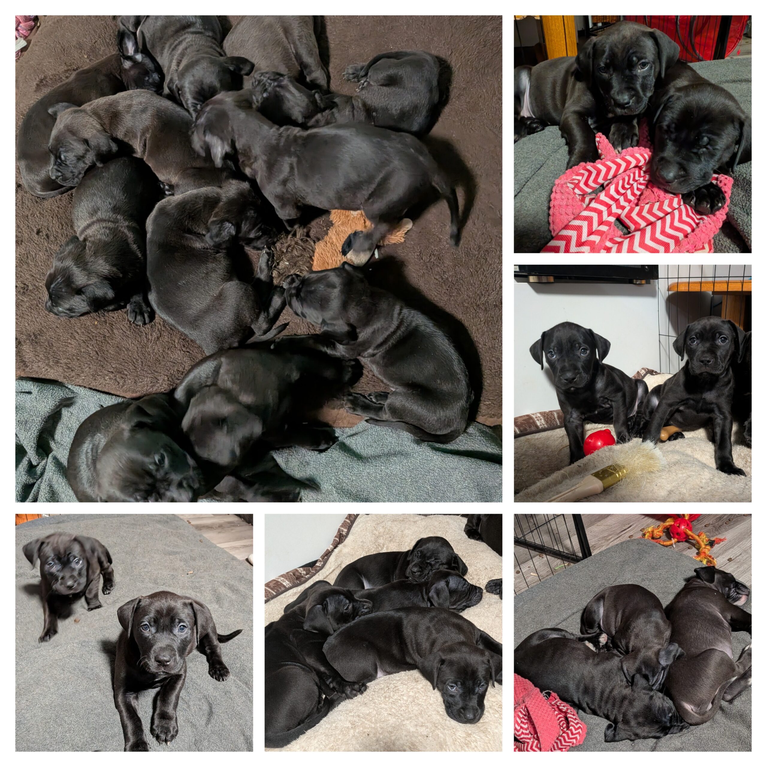 Puppies for sale