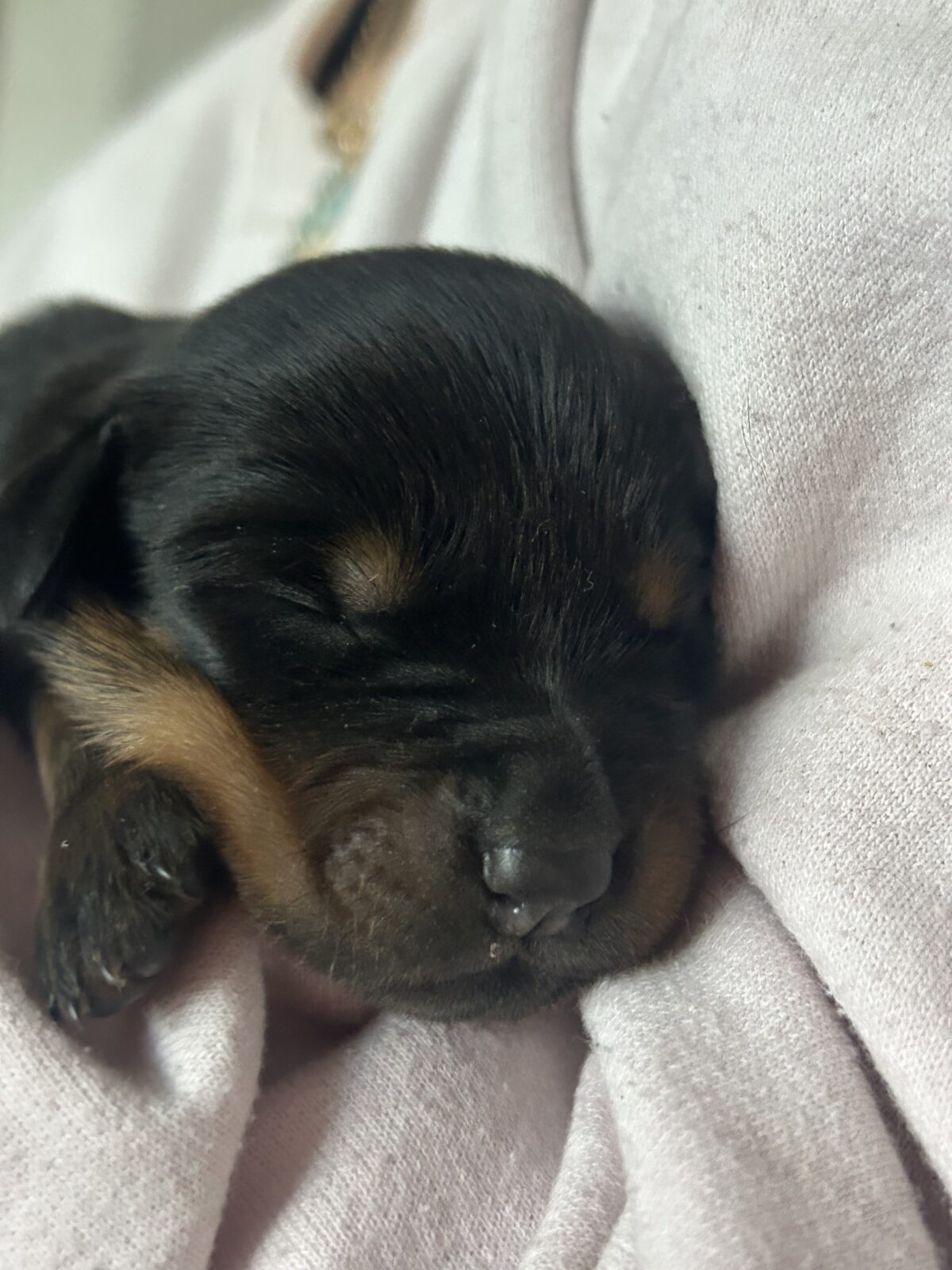 Pure breed Rottweiler puppies and young adult