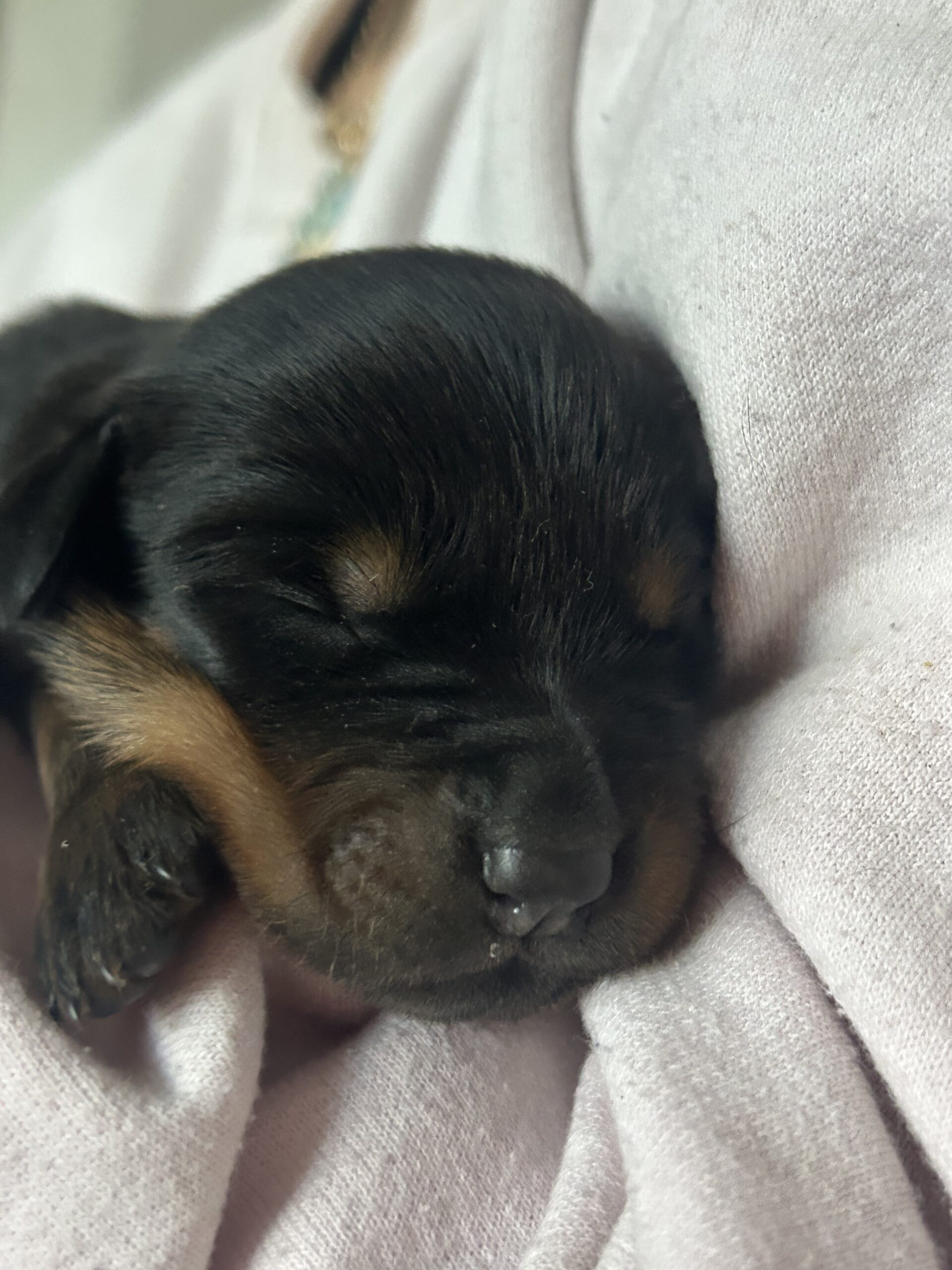 Rottweiler puppies