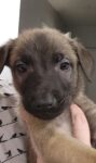 Puppies for sale
