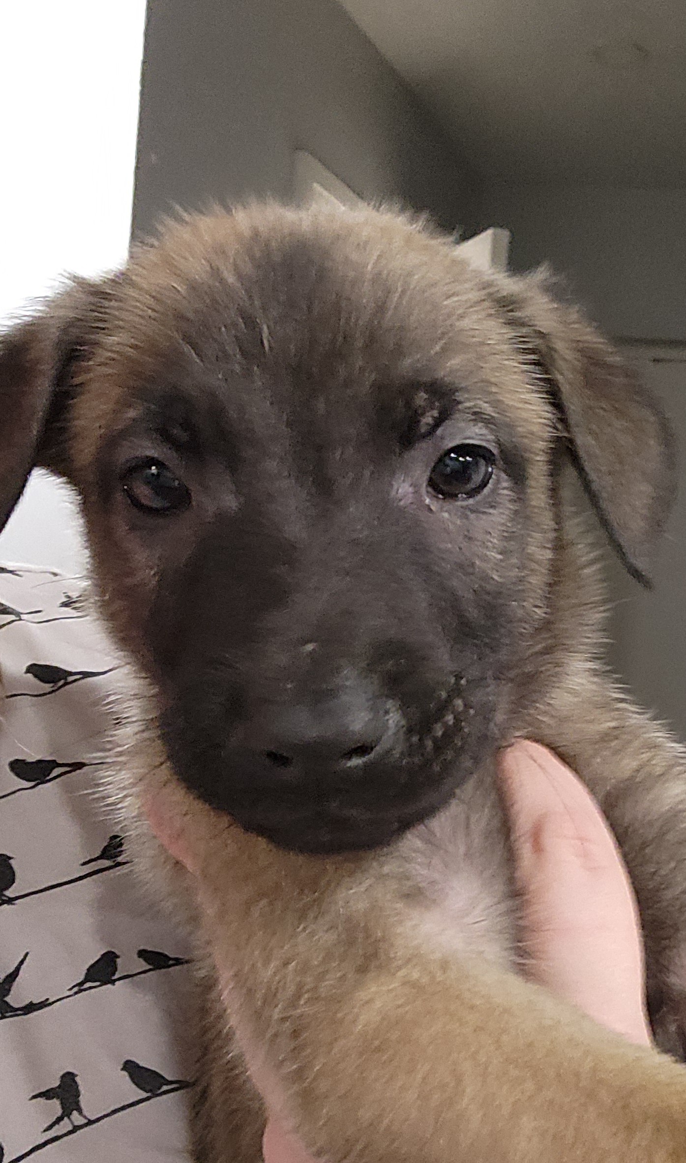 Puppies for sale
