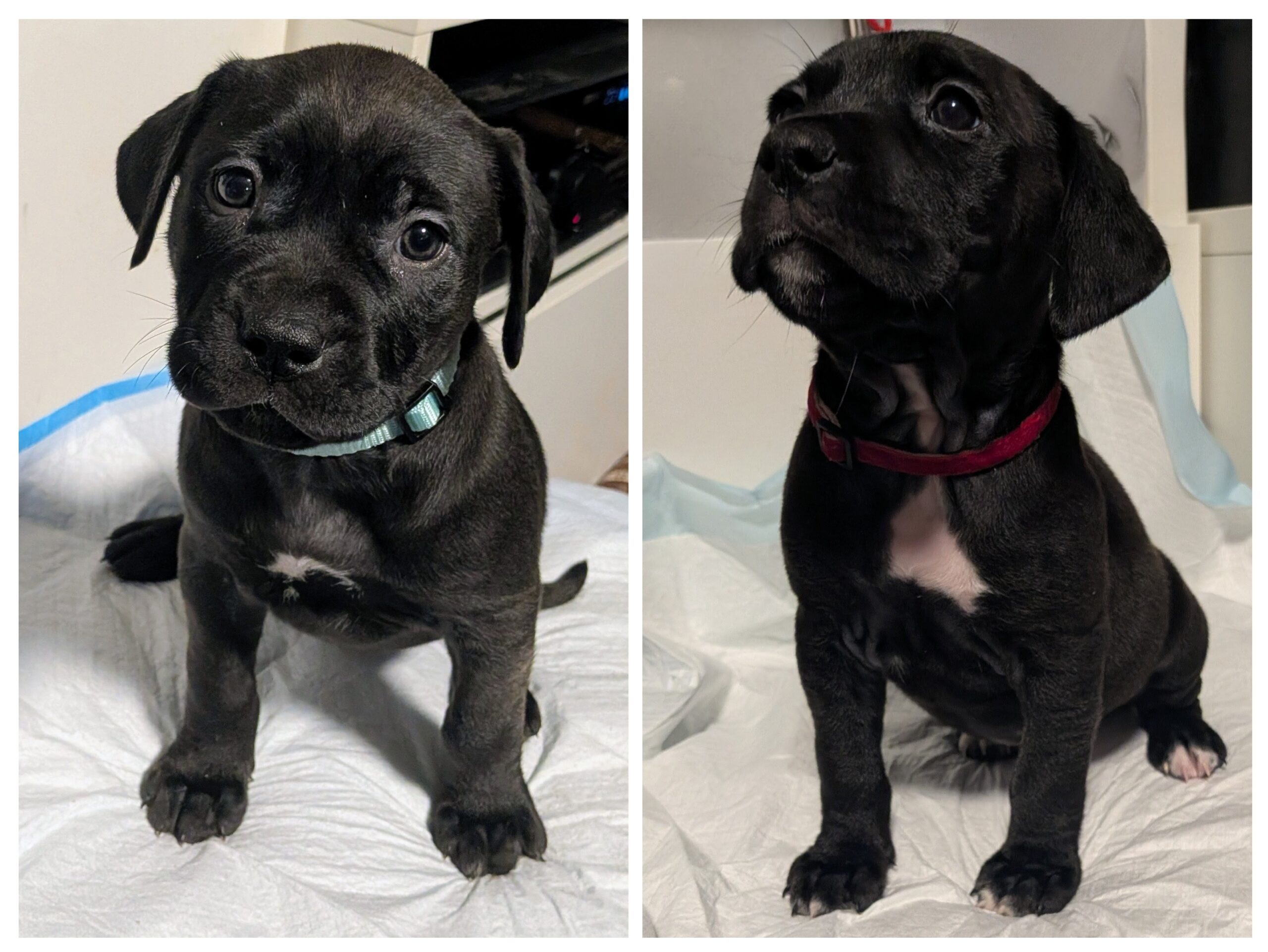 Puppies for sale