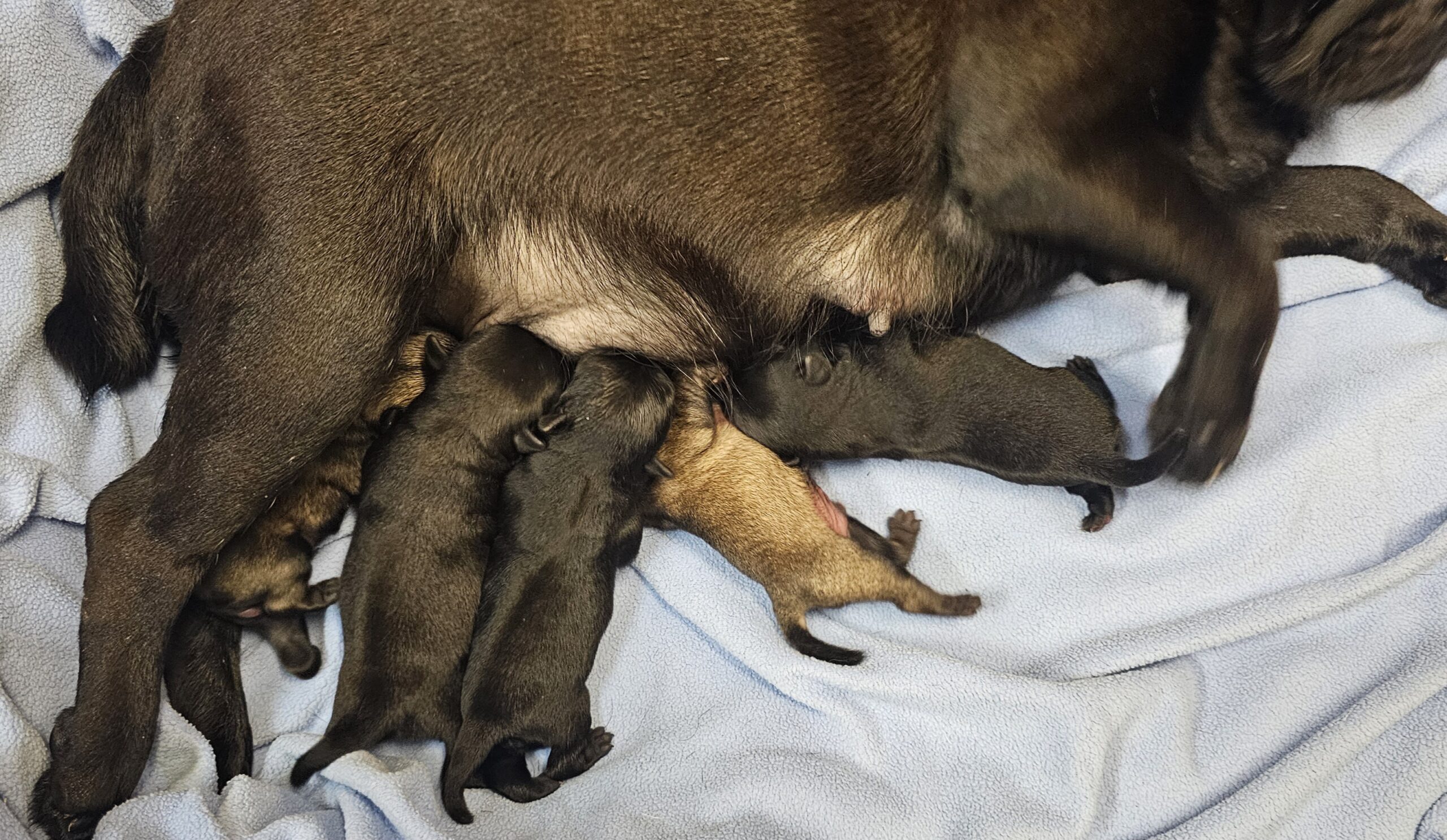 Pug Puppies for sale