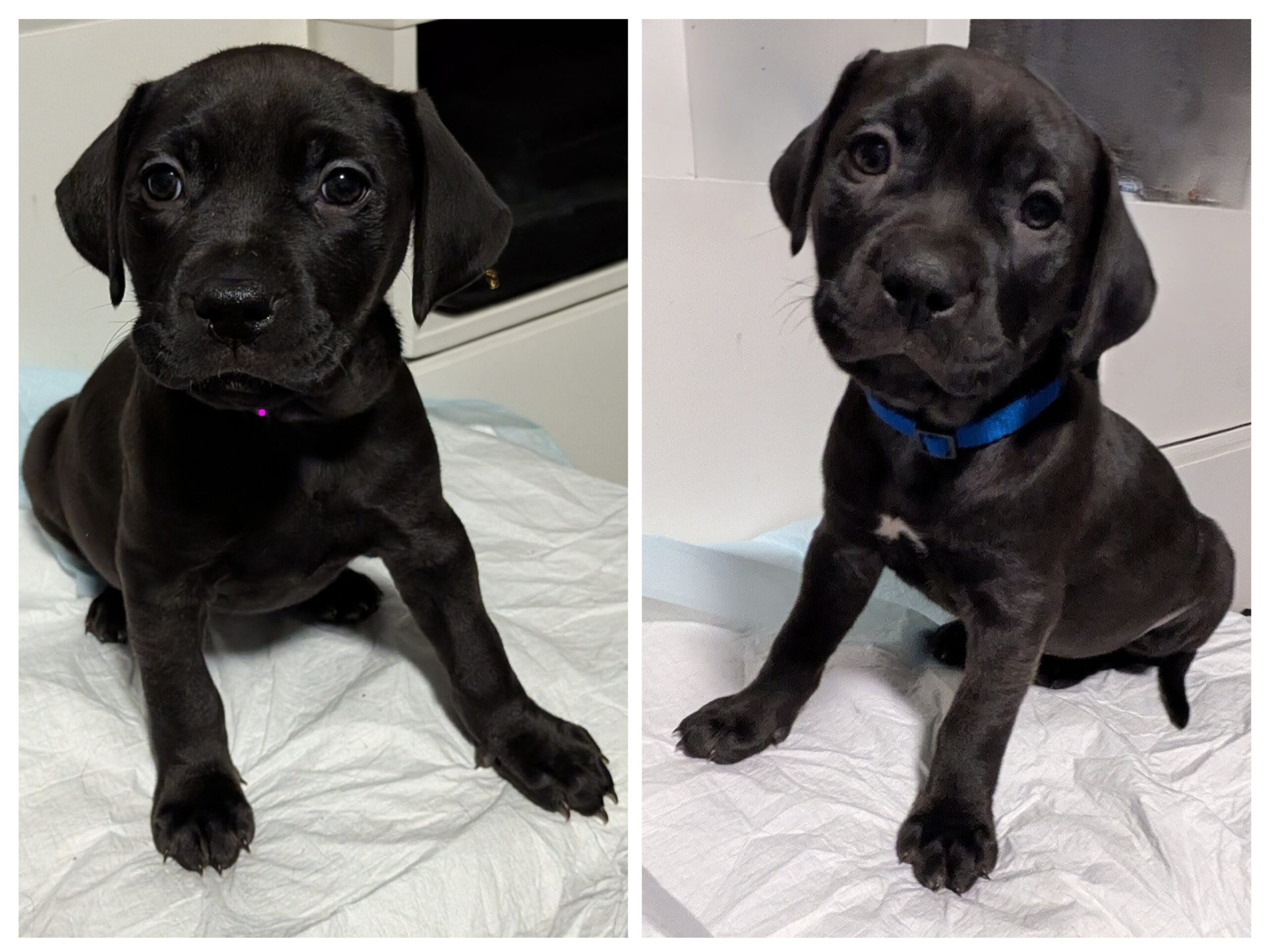 Puppies for sale