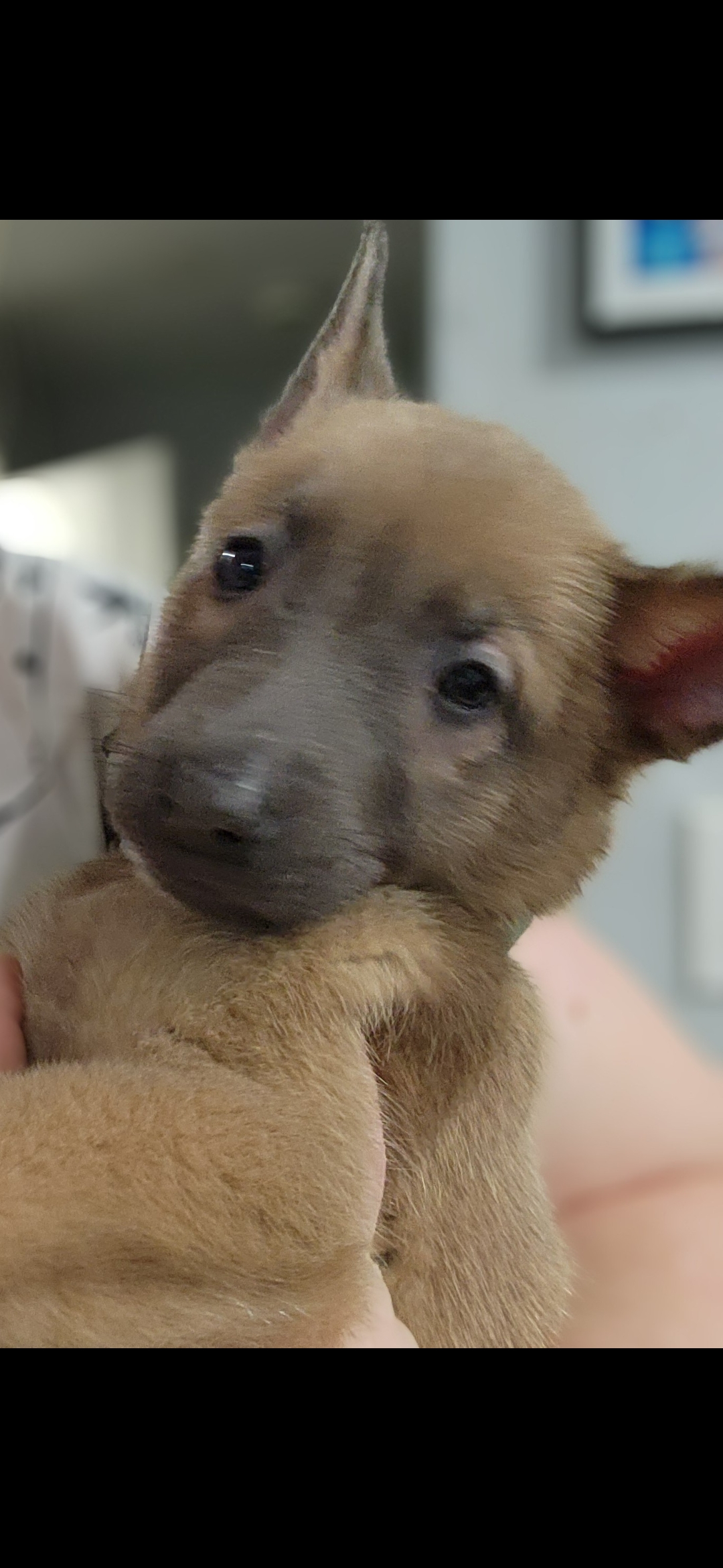 Puppies for sale