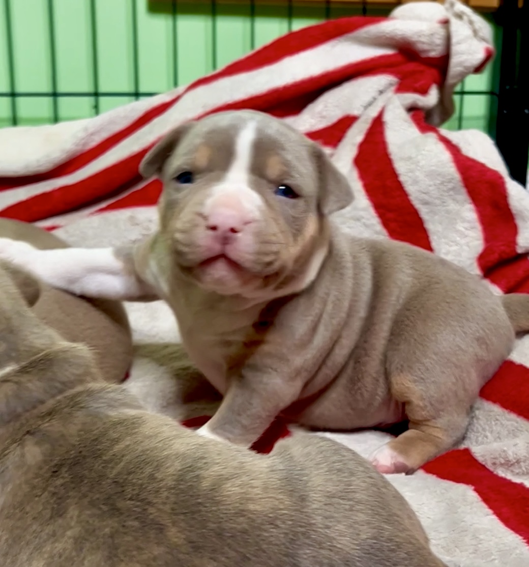 Puppies for sale