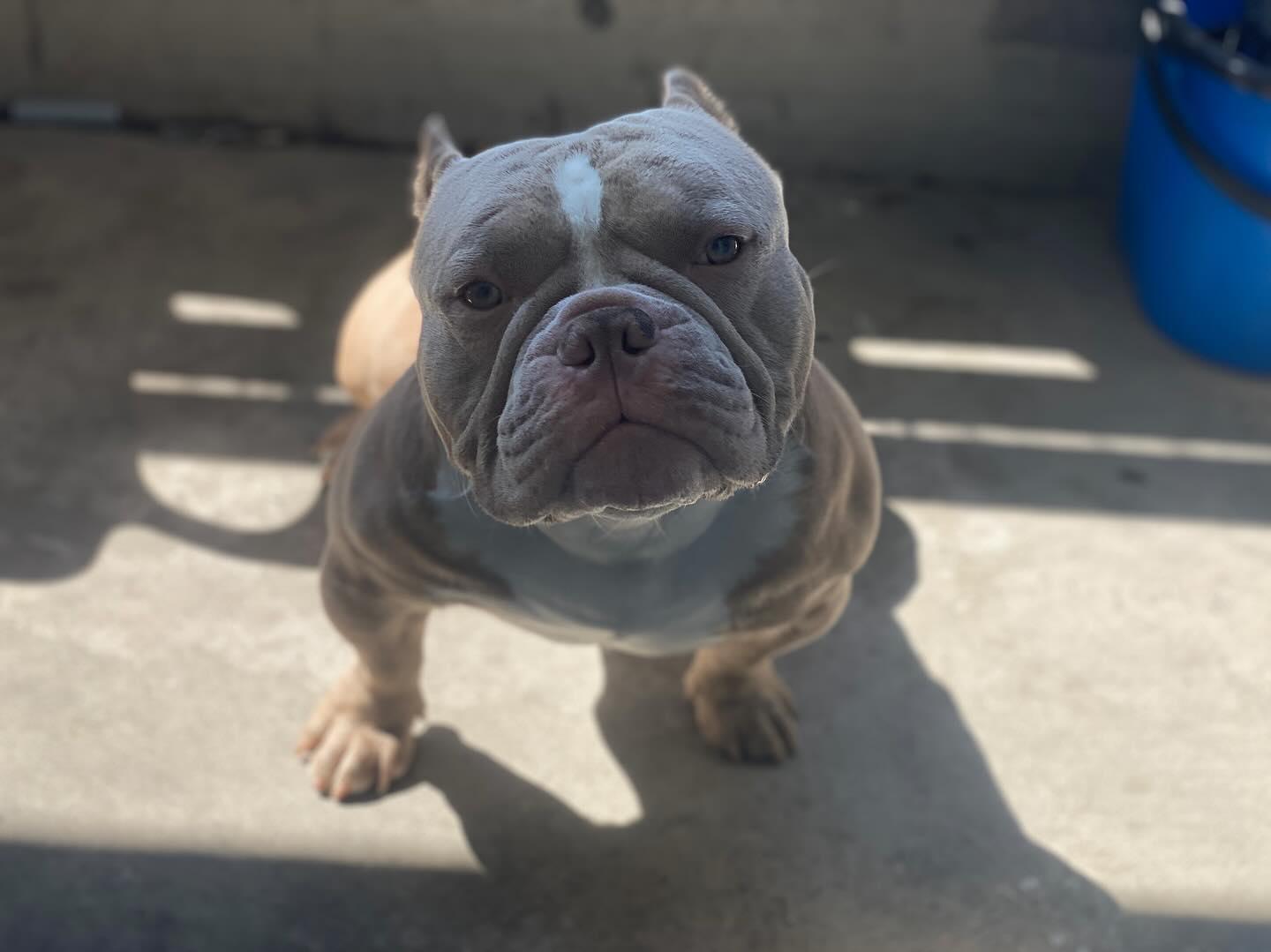 Puppies for sale