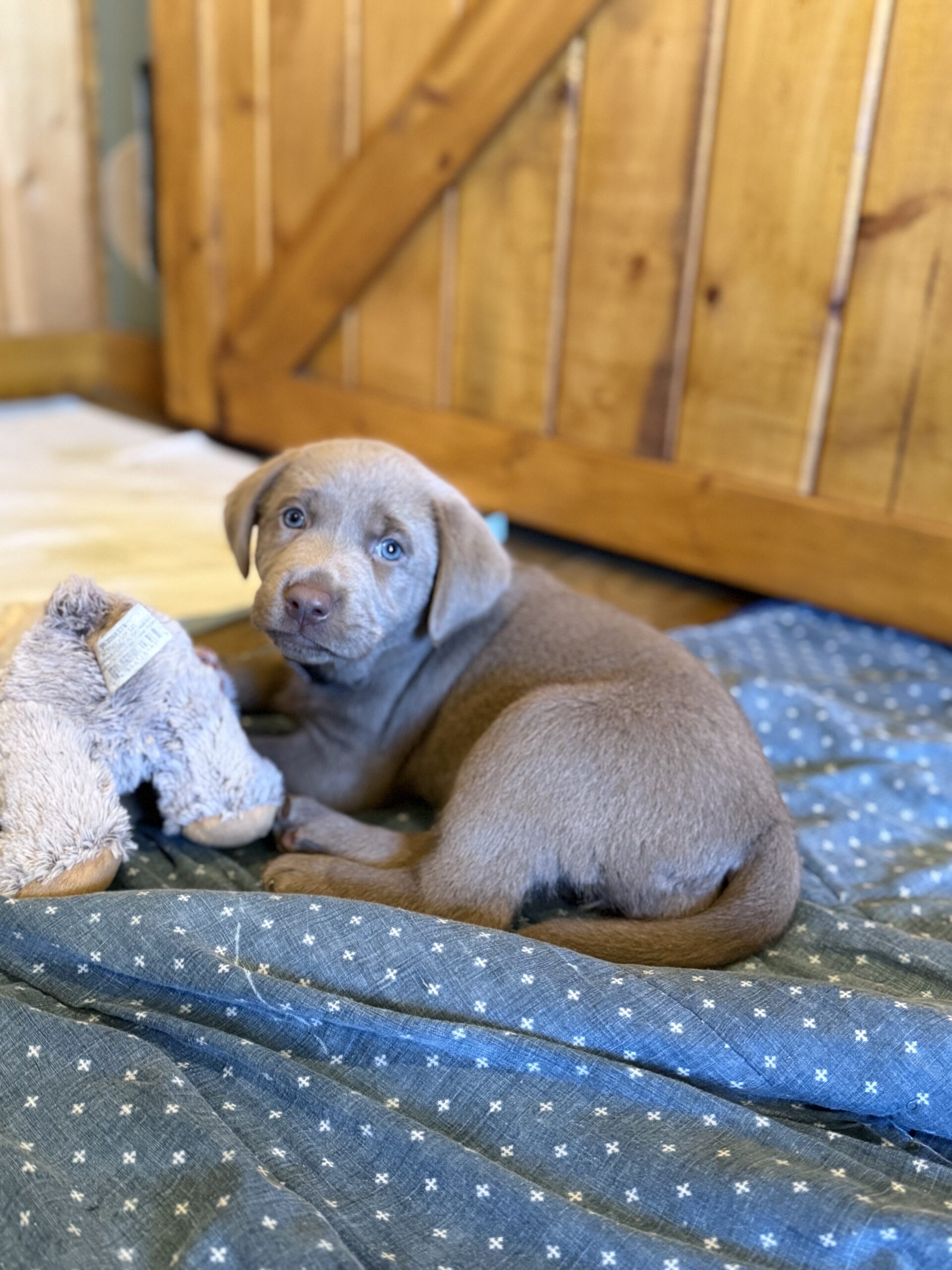 Labrador Puppies for sale