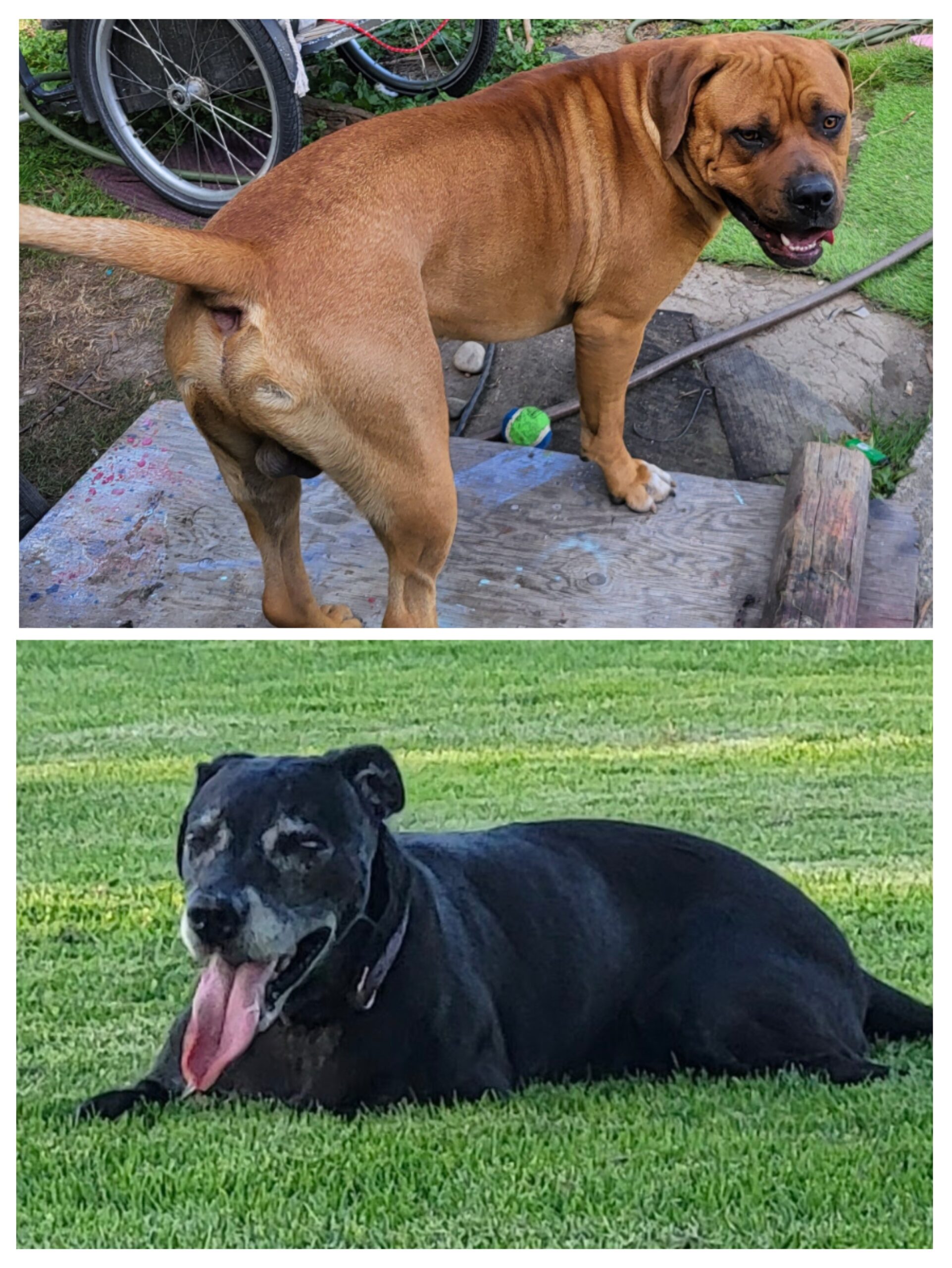 Puppies for sale