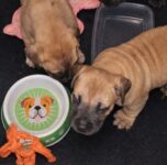 Puppies for sale