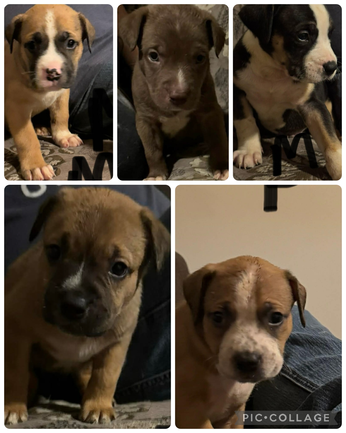 Puppies for sale