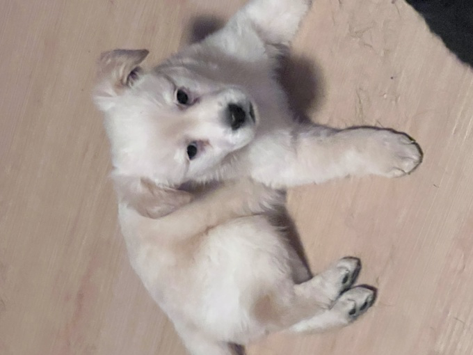 Puppies for sale