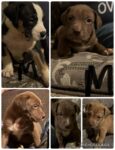 Puppies for sale