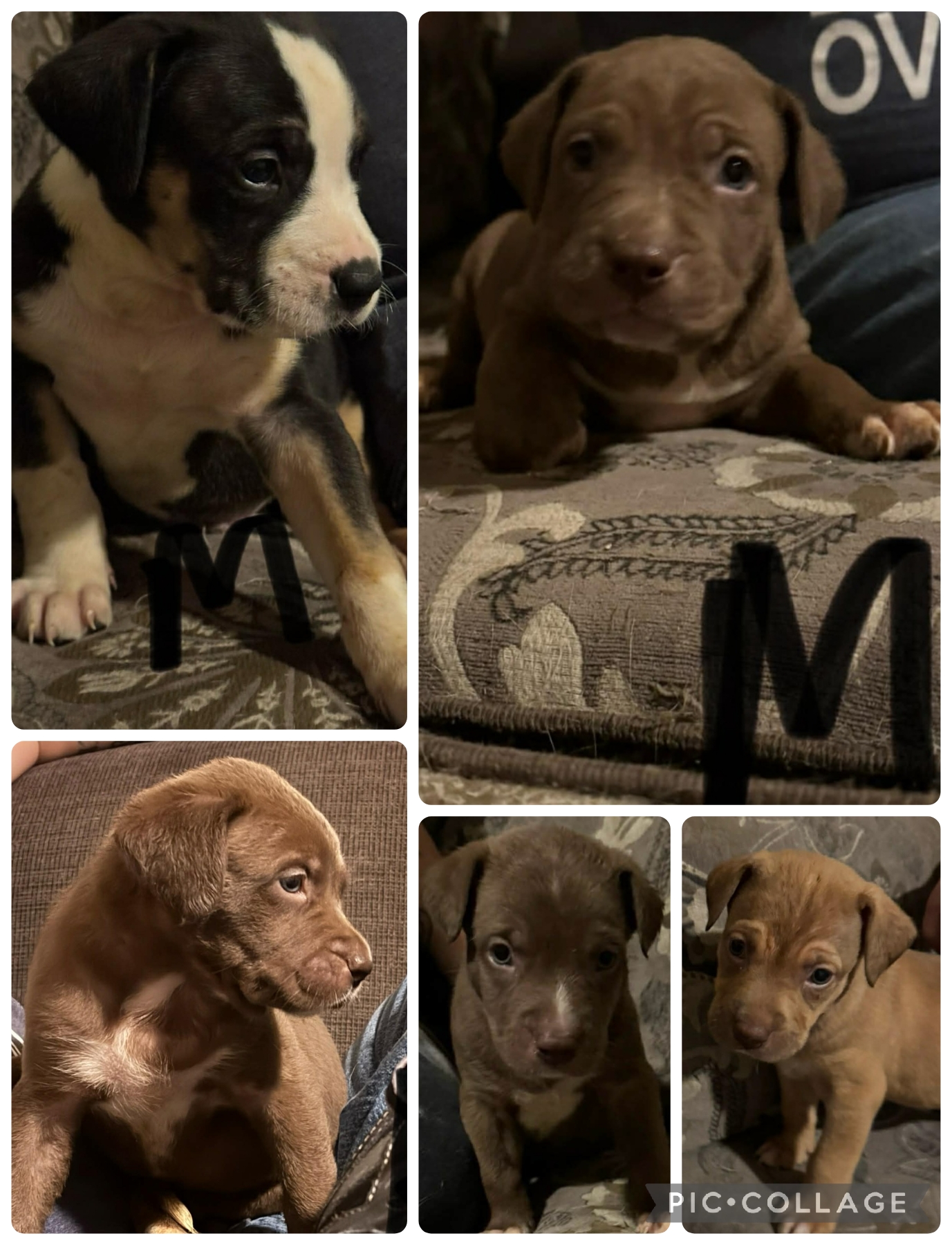 Puppies for sale