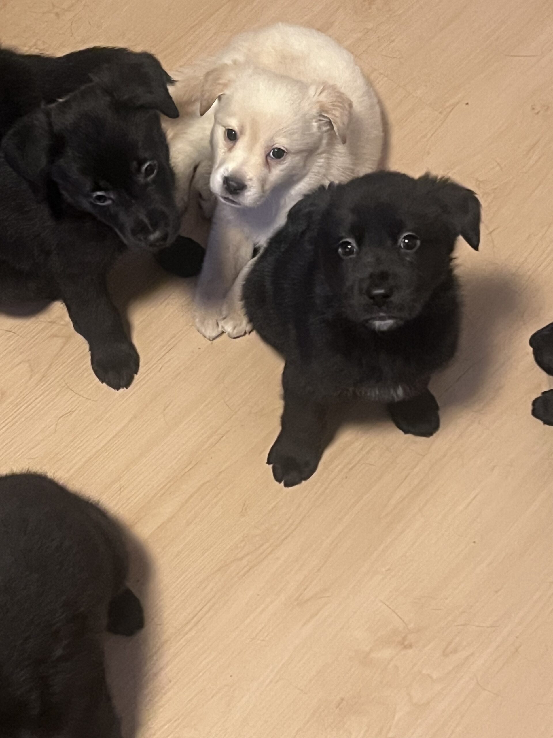 Puppies for sale