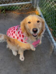 Golden Retriever Puppies for sale