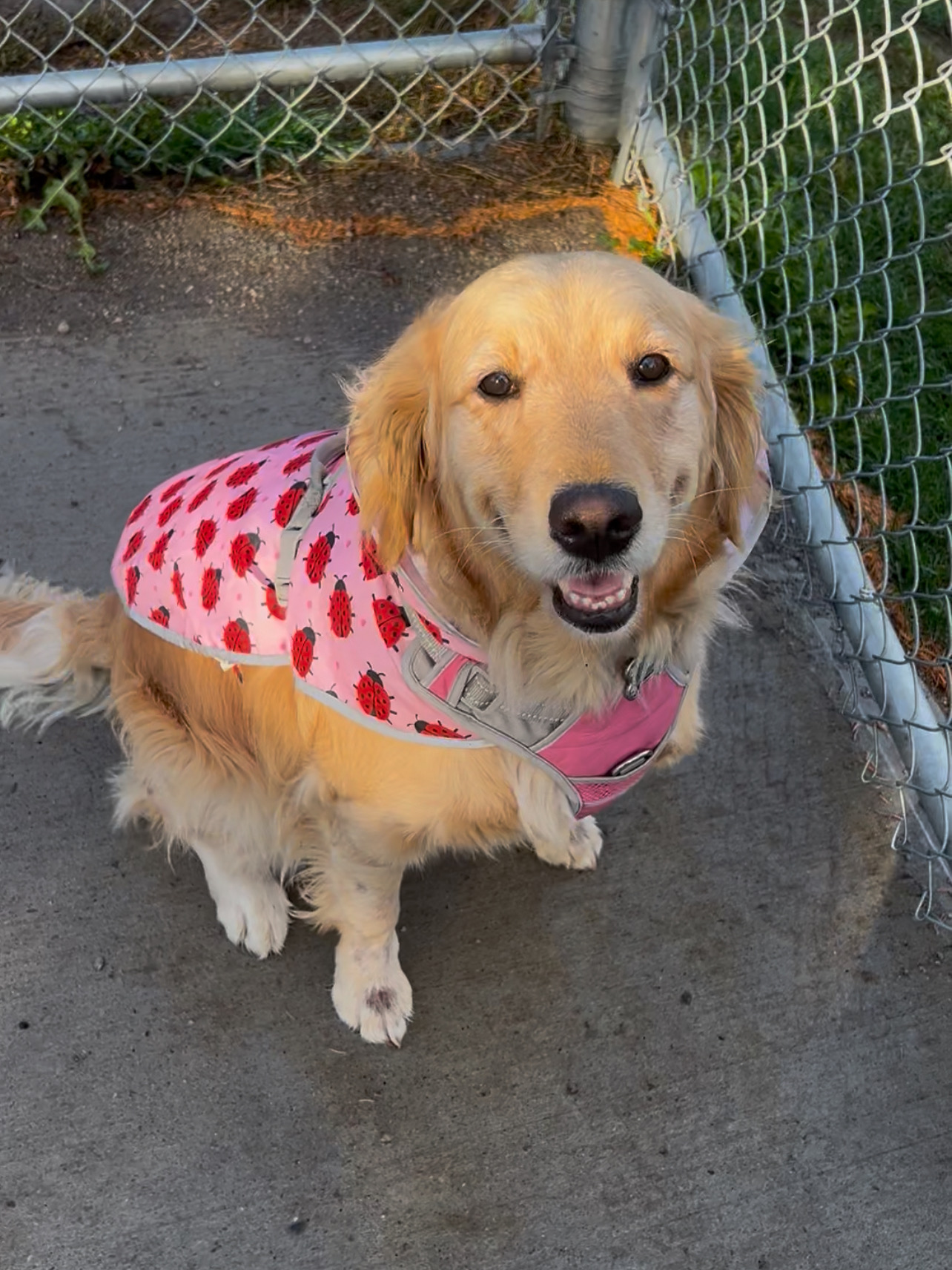 Golden Retriever Puppies for sale