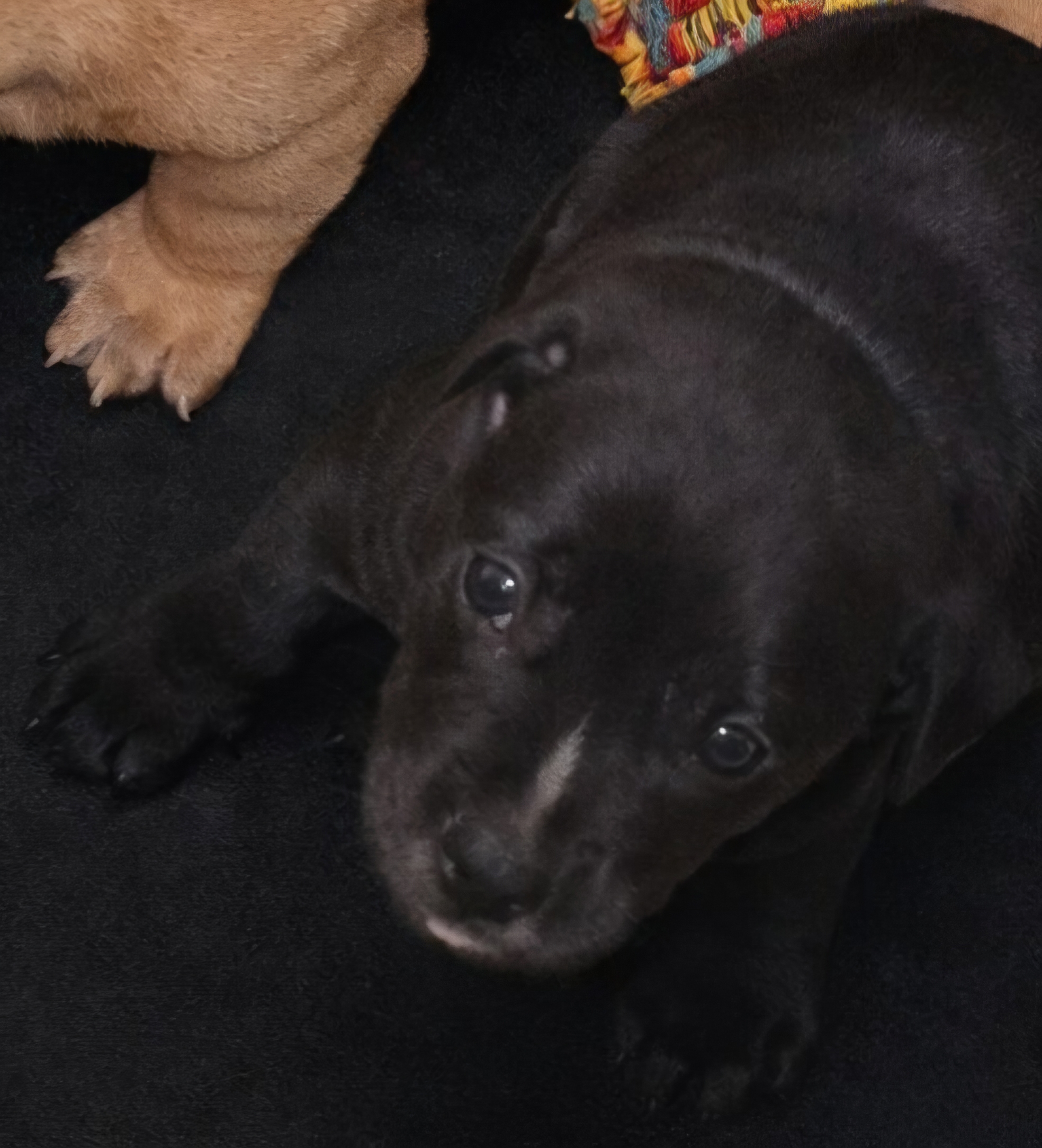 Puppies for sale