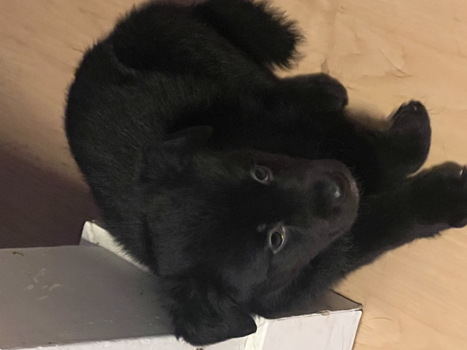 Puppies for sale