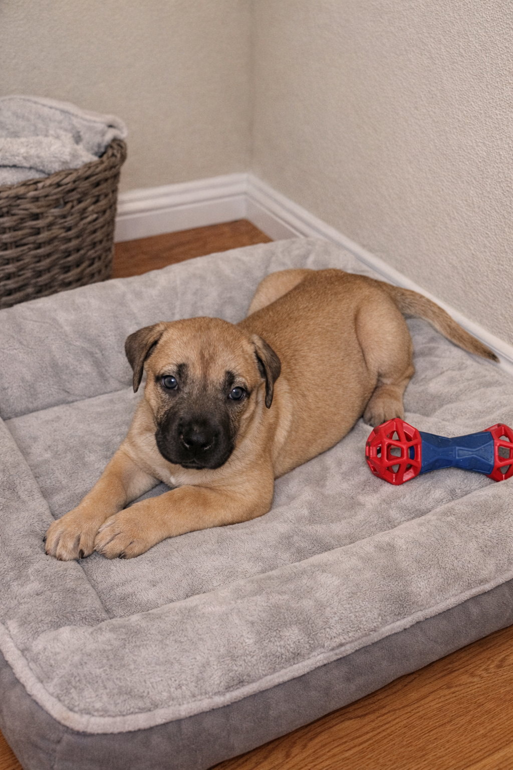 Puppies for sale