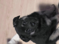 Puppies for sale